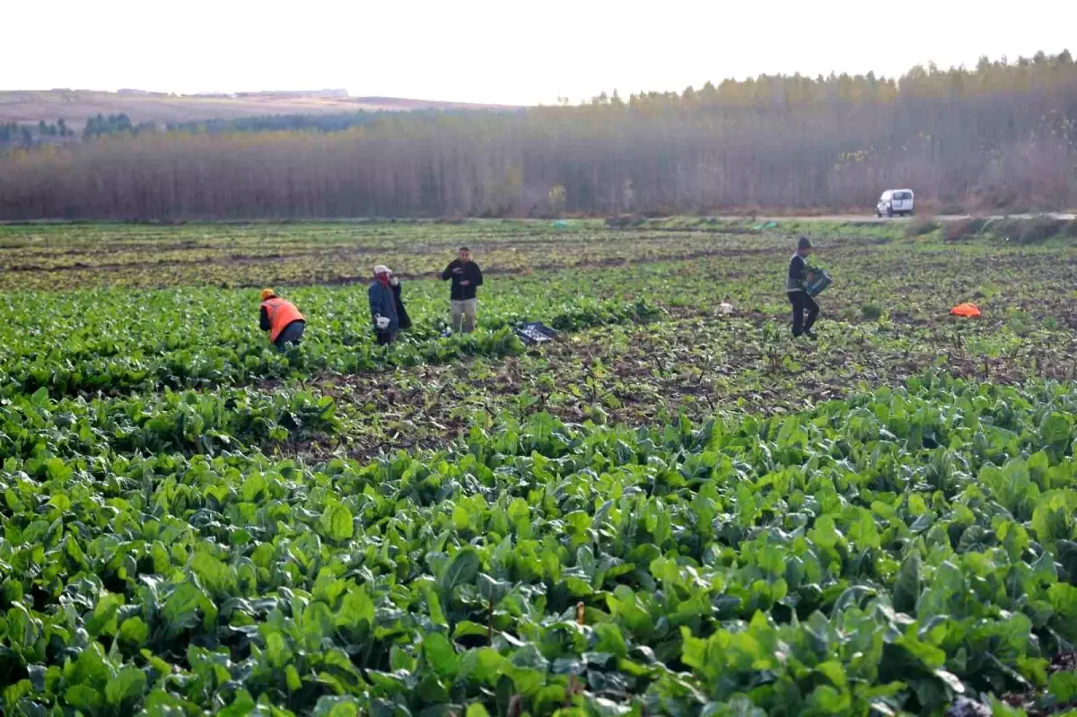 Hevsel Bahçeleri’nde Son Hasat Yapılıyor