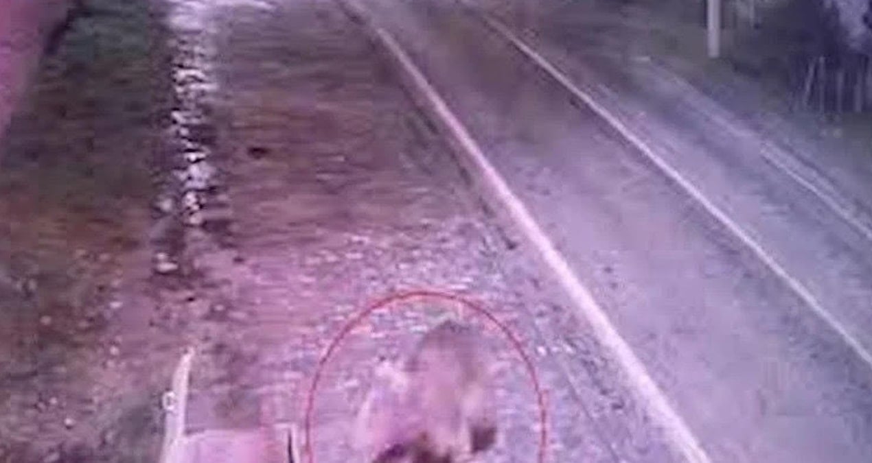 Bursa’da kaçan ayı öldürüldü mü?
