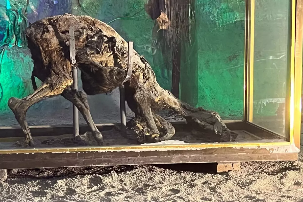 Çankırı Tuz Mağarası’ndaki çürümeyen eşek ve tavşan görenleri şaşırtıyor